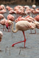 Phoenicopterus roseus