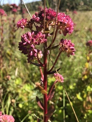 Hylotelephium telephium