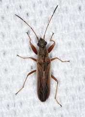 Paromius longulus