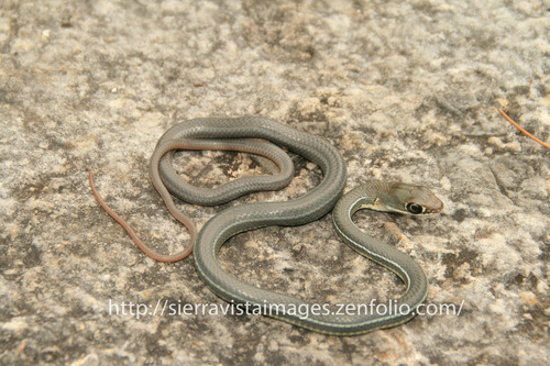 Photo of a Schott's Whipsnake (Masticophis schotti)