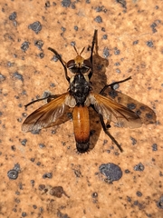 Cylindromyia rufifrons