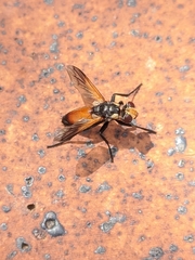 Cylindromyia rufifrons