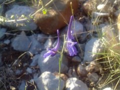 Delphinium peregrinum