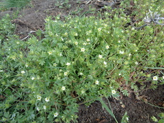 Polemonium micranthum