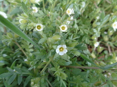 Polemonium micranthum