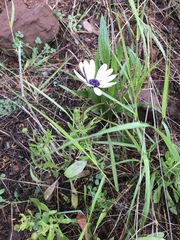 Dimorphotheca ecklonis