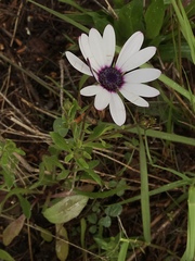 Dimorphotheca ecklonis