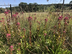 Hylotelephium telephium