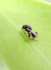 Brachymeria lasus