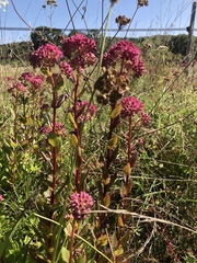 Hylotelephium telephium