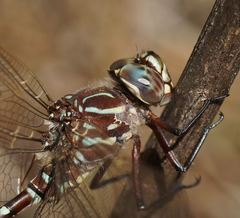 Austroaeschna unicornis