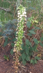 Cyclopogon peruvianus