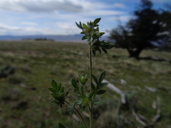 Polemonium micranthum
