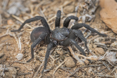 Amblyocarenum walckenaeri