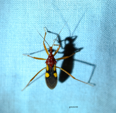 Zelurus transnominalis