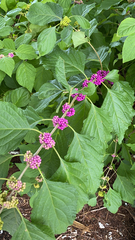 Callicarpa americana