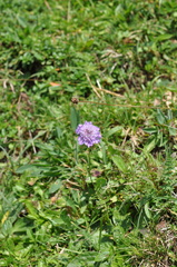Scabiosa lucida