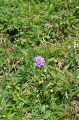Scabiosa lucida