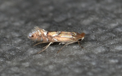 Phyllonorycter olivaeformis