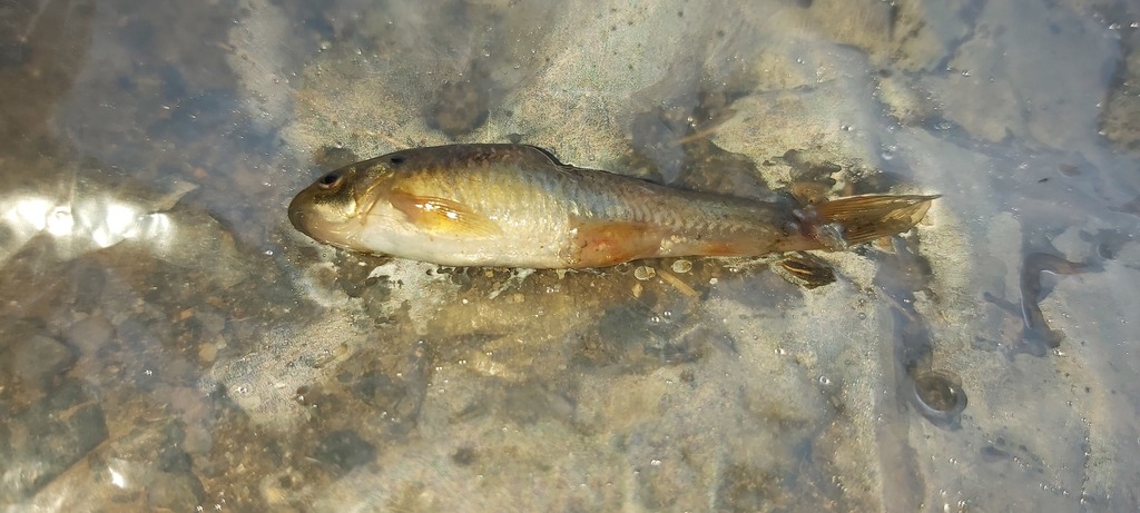 Ethiopian garra (Garra aethiopica) — Cyprinidae