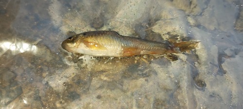 Ethiopische zuigkarper (Garra aethiopica) — Cyprinidae