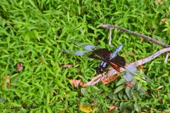 Libellula luctuosa