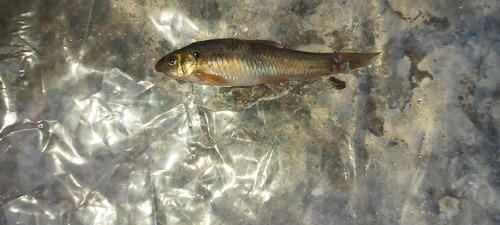 Ethiopian garra (Garra aethiopica) — Cyprinidae — 2