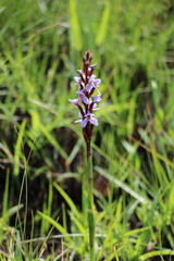 Disa similis
