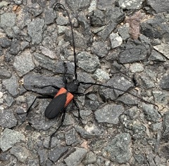 Purpuricenus humeralis