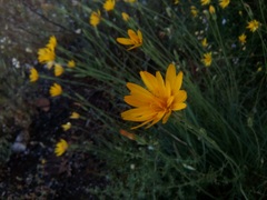 Pseudopodospermum crocifolium