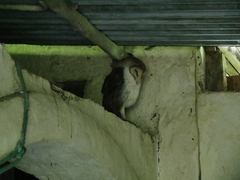 Tyto alba punctatissima