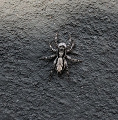 Menemerus bivittatus