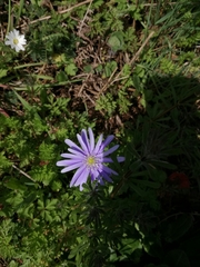 Anemonoides apennina