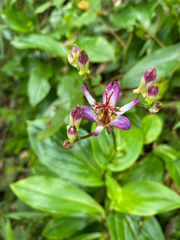 Tricyrtis lasiocarpa