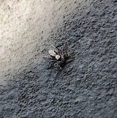 Menemerus bivittatus