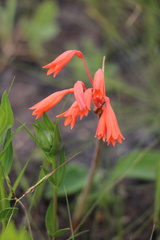 Cyrtanthus brachyscyphus