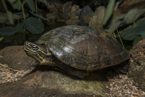 Mauremys annamensis