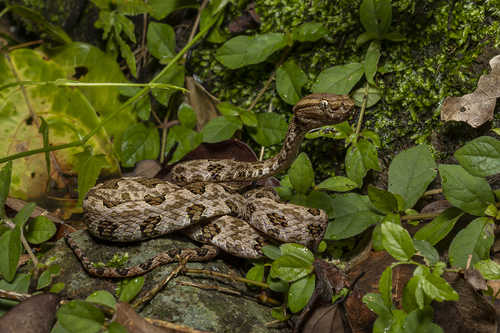 Brown spotted pitviper, Sai Kung, Hong Kong, photo 9 of 10