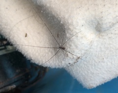 Pholcidae