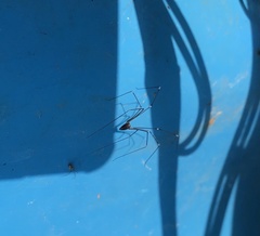 Pholcidae