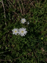 Anemonoides apennina