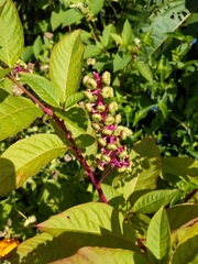 Phytolacca americana