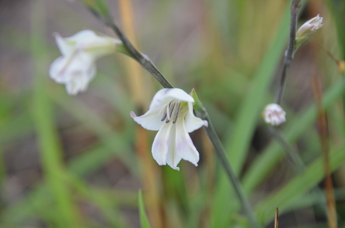 Gladiolus inandensis