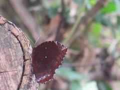 Elymnias hypermnestra