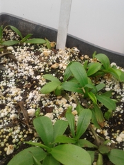 Nepenthes distillatoria