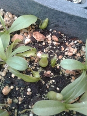 Nepenthes distillatoria