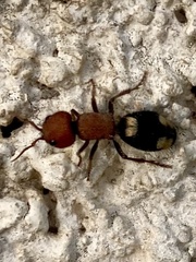 Mutilla quinquemaculata