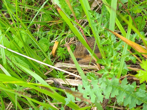 Sichuan Jumping Mouse (Eozapus setchuanus) — Least Concern Mammalia