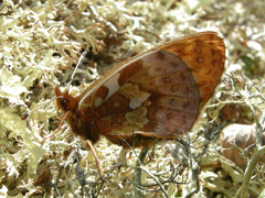 Boloria improba youngi