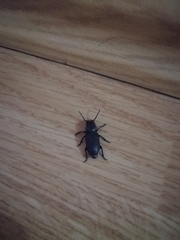 Spondylis buprestoides